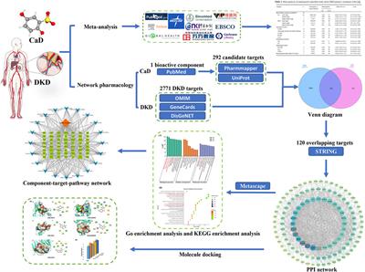 Calcium dobesilate efficiency in the treatment of diabetic kidney disease through suppressing MAPK and chemokine signaling pathways based on clinical evaluation and network pharmacology